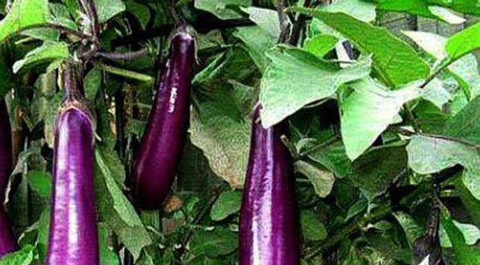 Who Should Avoid Eating Eggplants?