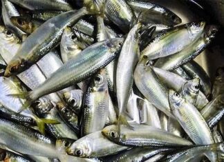 “A Budget-Friendly Fish With 5 Times More Omega-3 Than Salmon – It’s a No-Brainer!”