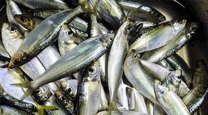 “A Budget-Friendly Fish With 5 Times More Omega-3 Than Salmon – It’s a No-Brainer!”