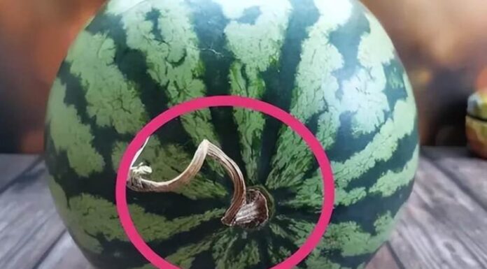 The Ultimate Guide to Watermelon Storage: Keep Your Leftovers Fresh and Flavorful All Week Long