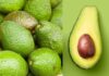 The Perfect Avocado: A Quick-Ripening Guide