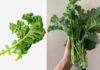 7 Vegetables Rich in Calcium: More Nutritious Than Meat and Fish, at a Bargain Price