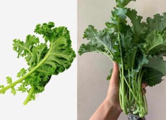 7 Vegetables Rich in Calcium: More Nutritious Than Meat and Fish, at a Bargain Price