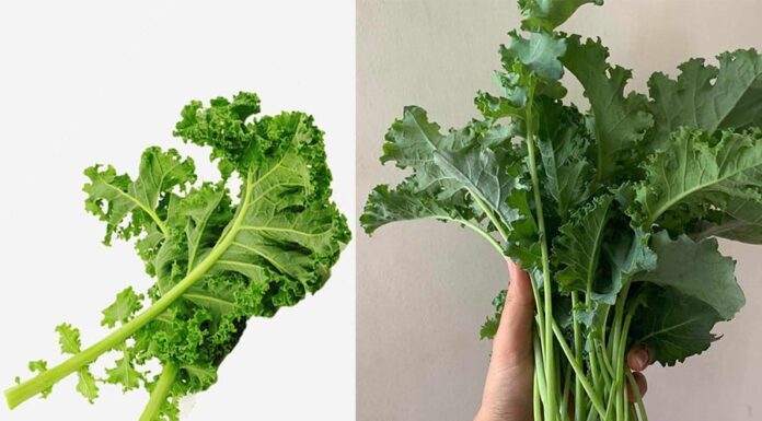 7 Vegetables Rich in Calcium: More Nutritious Than Meat and Fish, at a Bargain Price