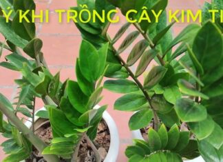 Wealth-Attracting Money Tree: The Two Ages You Should Never Plant This Tree, the Greener It Gets, the Worse Off You Are