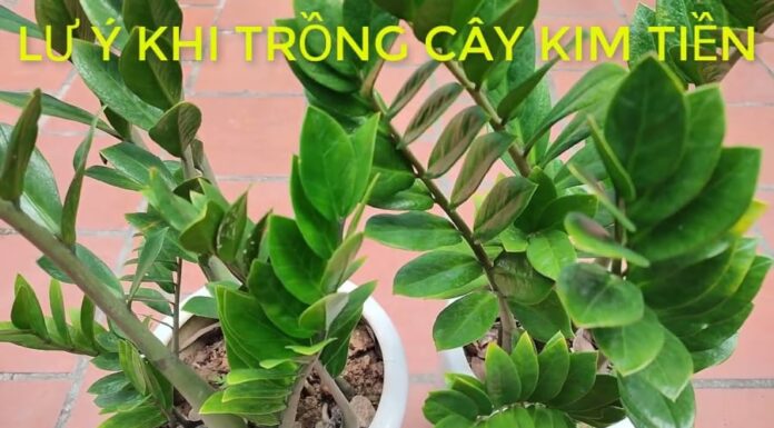 Wealth-Attracting Money Tree: The Two Ages You Should Never Plant This Tree, the Greener It Gets, the Worse Off You Are