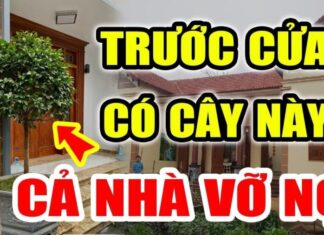 The Money Tree: Uncovering the Obstacle at Your Doorstep