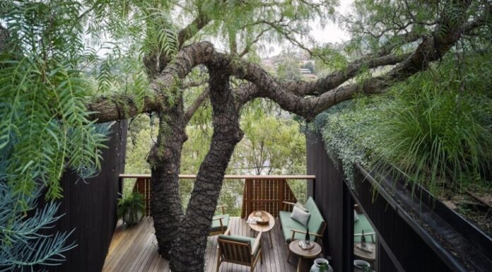 The Depleting Yang and the Thriving Yin: When the Five Yin Trees in Front of Your House Thrive, Your Fortune Fades