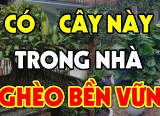 “The Front-Door Money Plant: A Curse in Disguise?”