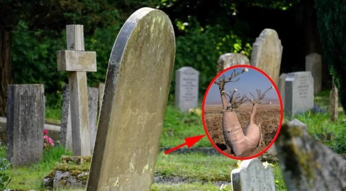 Title: “Ancestral Advice: The Three Trees and Four No-Nos for a Peaceful Rest”