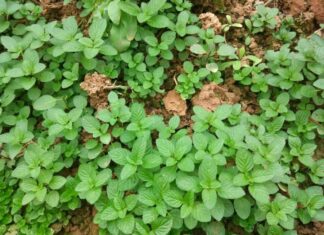 The 5 Ornamental Plants That Will Overwhelm Your Home With Their Abundant Beauty