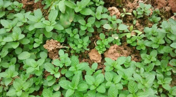 The 5 Ornamental Plants That Will Overwhelm Your Home With Their Abundant Beauty