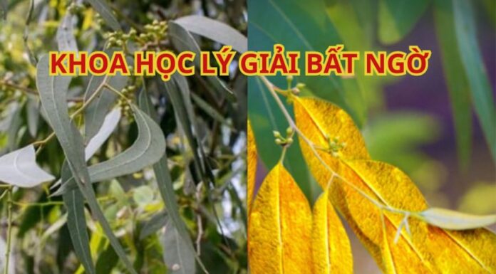 The Golden Tree: Unveiling Nature’s Hidden Treasures in Vietnam.