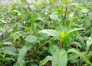 Wild Plants Once Overlooked, Now a Delicacy: “Foraged Fence-Row Finds: A City Favorite at 120,000 VND per Kilo”