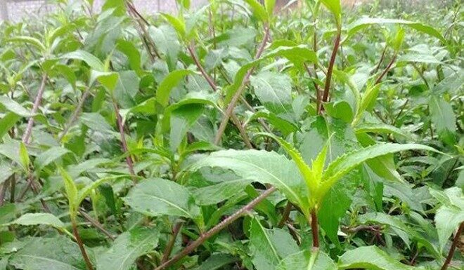 Wild Plants Once Overlooked, Now a Delicacy: “Foraged Fence-Row Finds: A City Favorite at 120,000 VND per Kilo”
