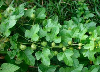 “Wild Weed, Once a Humble Fence, Now a City Favorite: A Tasty and Healthy Treat.”