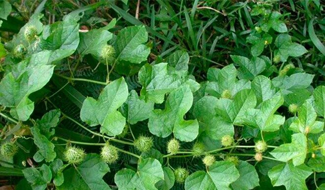 “Wild Weed, Once a Humble Fence, Now a City Favorite: A Tasty and Healthy Treat.”