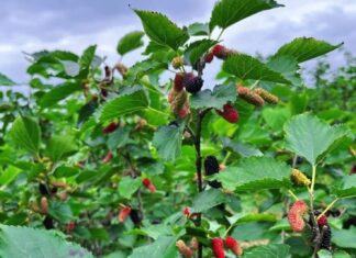 Why Did Ancestors Avoid Planting Mulberry Trees in Front of Their Houses but Recommended Planting Them in the Backyard?
