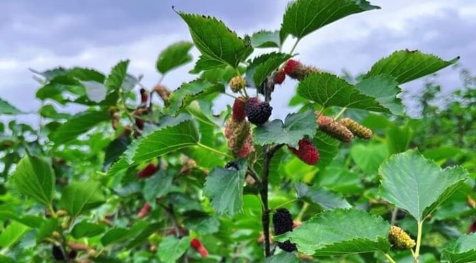 Why Did Ancestors Avoid Planting Mulberry Trees in Front of Their Houses but Recommended Planting Them in the Backyard?