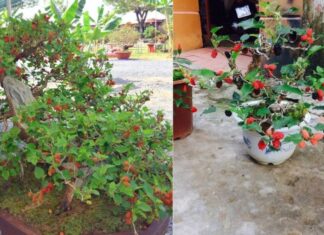 The 5 Evergreen Trees of Doom: Blocking Wealth and Fortune, One Shrub at a Time