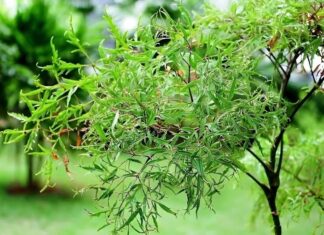 The Power of the Vietnamese Ashitaba in Feng Shui: A Symbol of Protection and Abundance in the Home