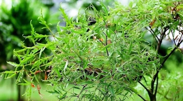 The Power of the Vietnamese Ashitaba in Feng Shui: A Symbol of Protection and Abundance in the Home