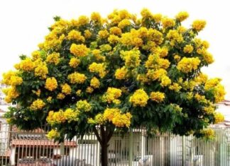 The 5 Longevity Plants to Bring Good Fortune, Protection, and Blessings to Your Home