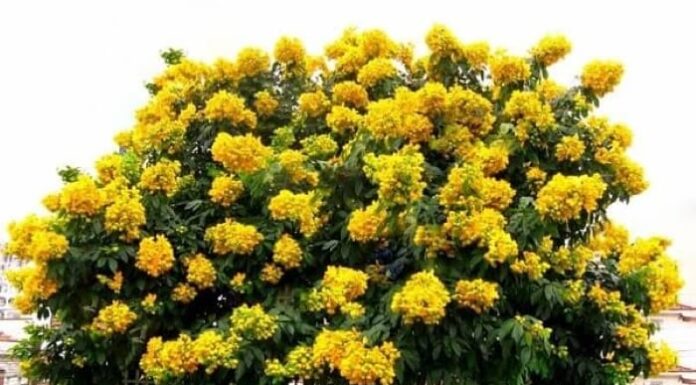 The 5 Longevity Plants to Bring Good Fortune, Protection, and Blessings to Your Home