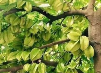 Attract Wealth, Enhance Beauty, and Promote Family Health: The Magic of the Star Apple Tree