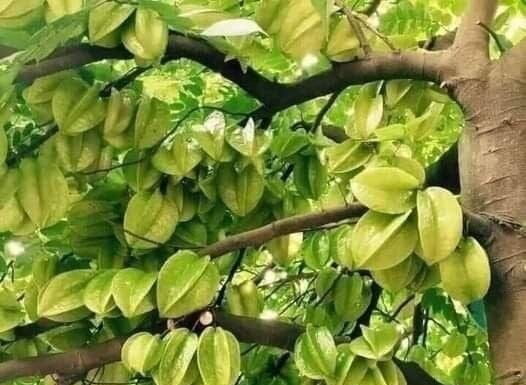 Attract Wealth, Enhance Beauty, and Promote Family Health: The Magic of the Star Apple Tree