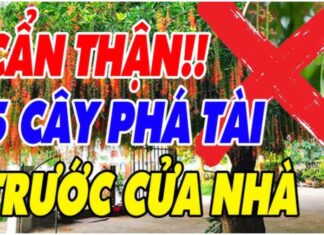 5 Types of Trees That Bring Bad Luck and Ruin: Planting These in Front of Your House Will Bring Misfortune