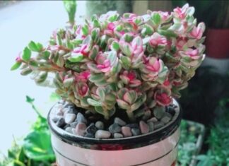 The Top 6 Feng Shui House Plants to Attract Wealth and Prosperity