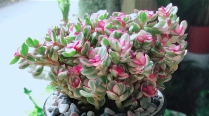 The Top 6 Feng Shui House Plants to Attract Wealth and Prosperity