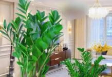 The Money Tree’s Favorite Drink: A Weekly Elixir for Lush, Vibrant Foliage