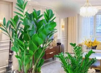 The Money Tree’s Favorite Drink: A Weekly Elixir for Lush, Vibrant Foliage