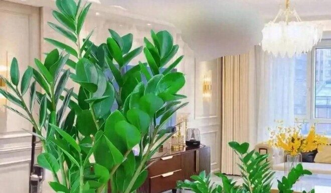 The Money Tree’s Favorite Drink: A Weekly Elixir for Lush, Vibrant Foliage