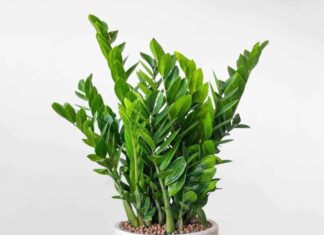 The 7 Lucky House Plants That Attract Wealth and Prosperity: Enhance Your Space and Invite Abundance