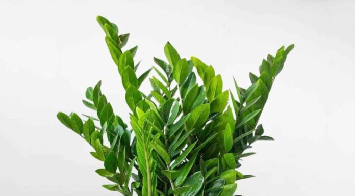 The 7 Lucky House Plants That Attract Wealth and Prosperity: Enhance Your Space and Invite Abundance