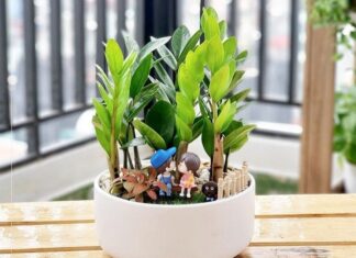 3 Money-Attracting Houseplants for Your Living Room to Bring Wealth and Prosperity