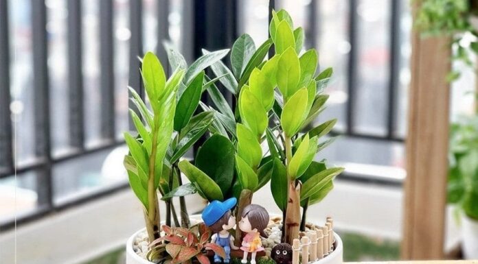 3 Money-Attracting Houseplants for Your Living Room to Bring Wealth and Prosperity