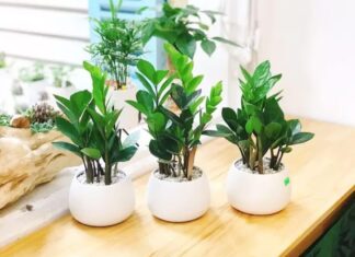 The Top 5 Houseplants to Attract Wealth and Prosperity All Year Round