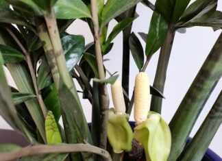 5 Houseplants That Attract Wealth and Abundance: Unveiling the Secrets of Nature’s Prosperity.
