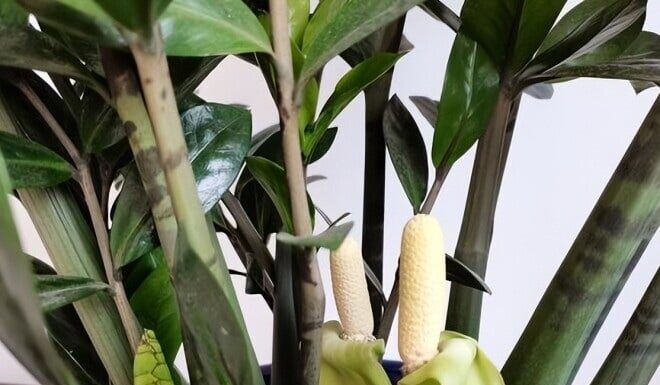 5 Houseplants That Attract Wealth and Abundance: Unveiling the Secrets of Nature’s Prosperity.