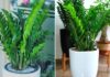 The Best Water for Money Trees: A Weekly Regimen for Abundant New Growth