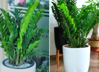 The Ultimate Guide to Watering Your Money Tree: Unlocking Lush Growth with a Weekly Hydration Routine