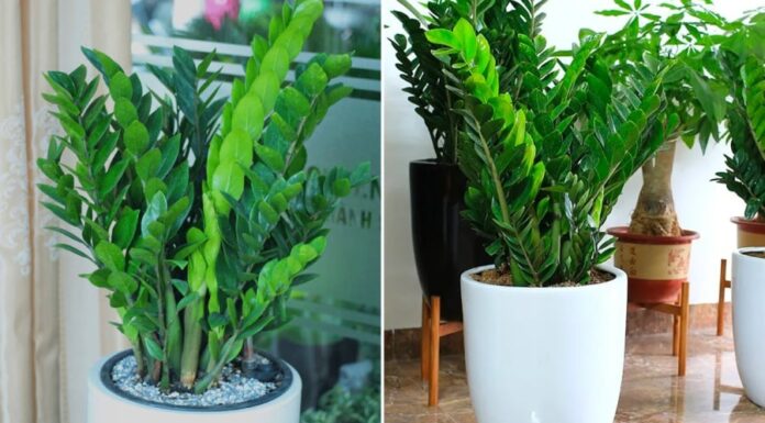 The Ultimate Guide to Watering Your Money Tree: Unlocking Lush Growth with a Weekly Hydration Routine