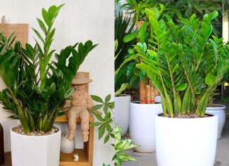 The Four Taboos of Growing Money Trees: A Guide to Success