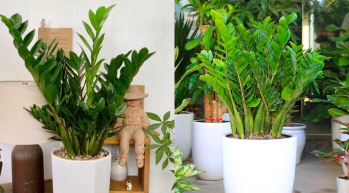 The Four Taboos of Growing Money Trees: A Guide to Success