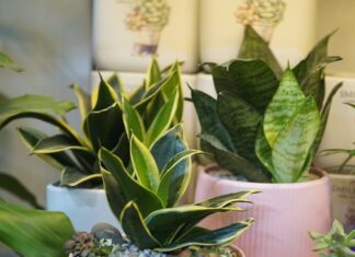 The Magic 5: Plant These Trees for Prosperity, Beauty, and Skin Care