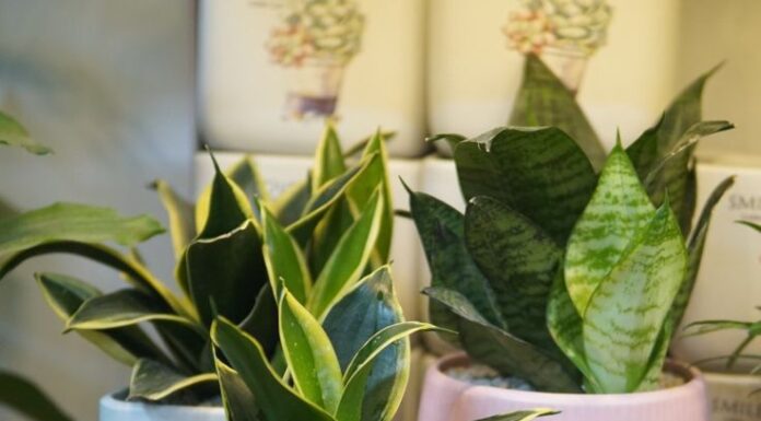 The Magic 5: Plant These Trees for Prosperity, Beauty and Skin Health